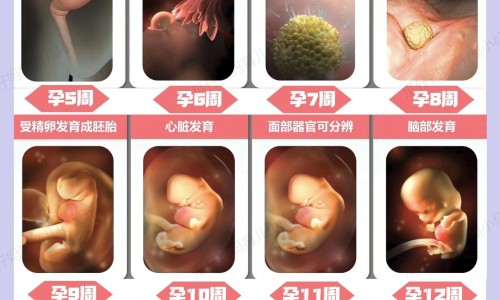 怀孕六个月梦见漫山遍野的油菜花是生女孩那-孕妇梦见油菜花海网 :分享孕妇梦见油菜花海是男是女-胎梦油菜花是女儿还是儿子知识