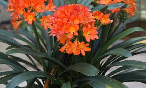 梦见油菜花是胎梦吗-孕妇梦见油菜花海网 :分享孕妇梦见油菜花海是男是女-胎梦油菜花是女儿还是儿子知识